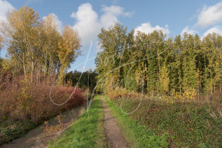 Herfstkleuren in Alblasserbos D8104357