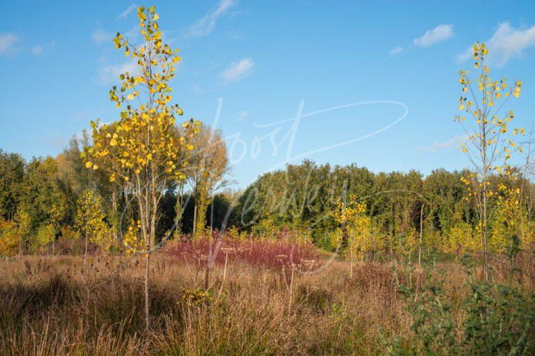 Herfstkleuren in Alblasserbos D8E34921