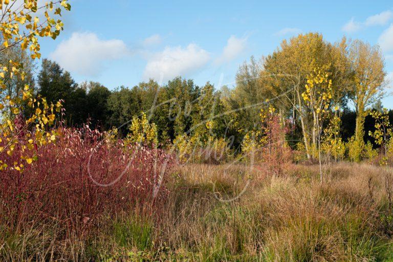 Herfstkleuren in Alblasserbos D8E34931