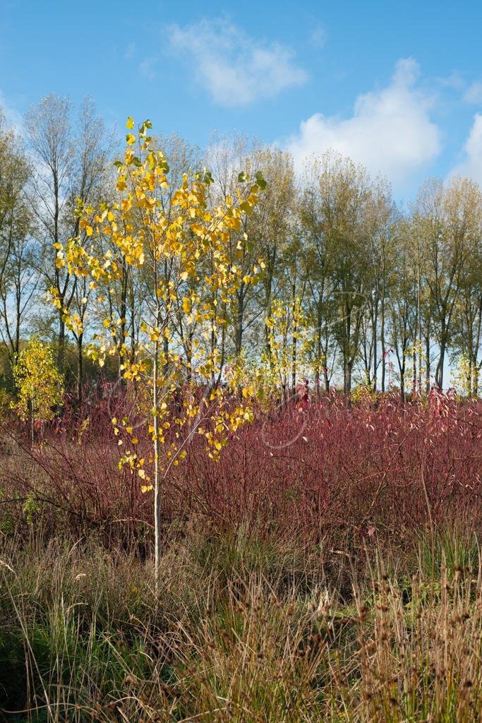 Herfstkleuren in Alblasserbos D8E34932