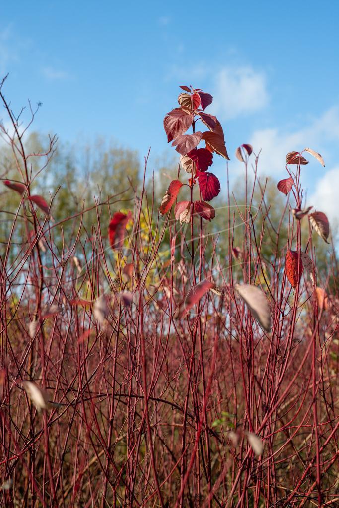 Herfstkleuren in Alblasserbos D8E34935