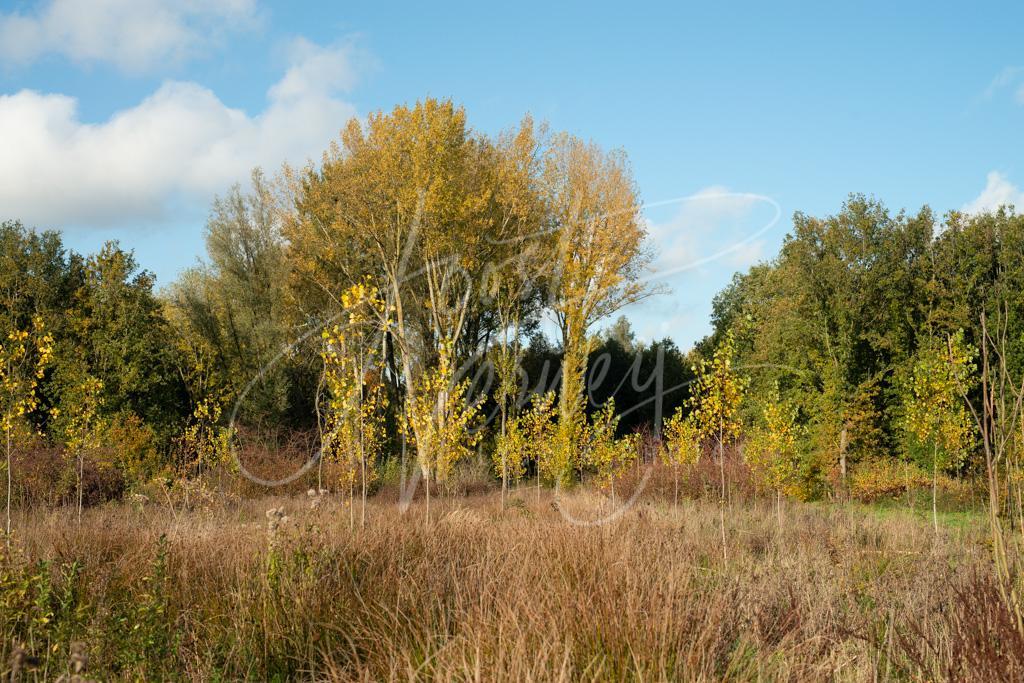 Herfstkleuren In Alblasserbos D E