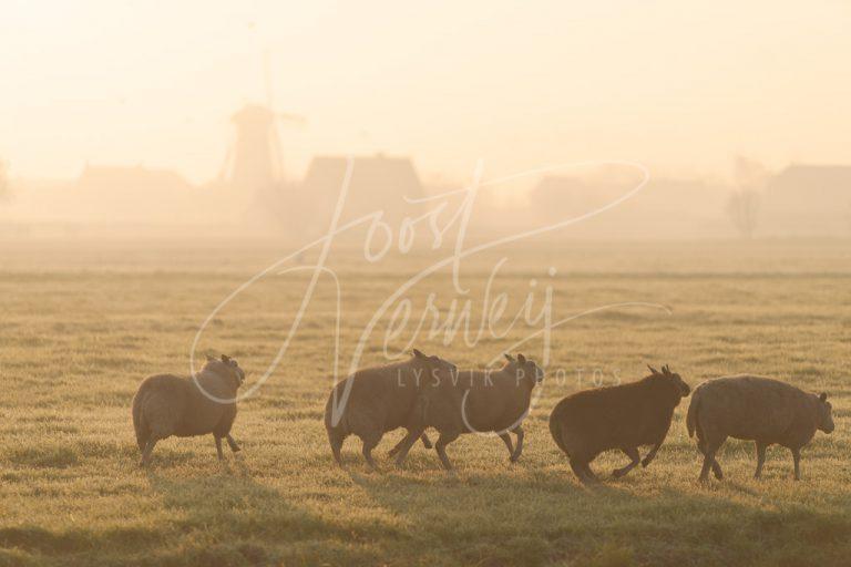 Schapen in mistig polderlandschap D8135422