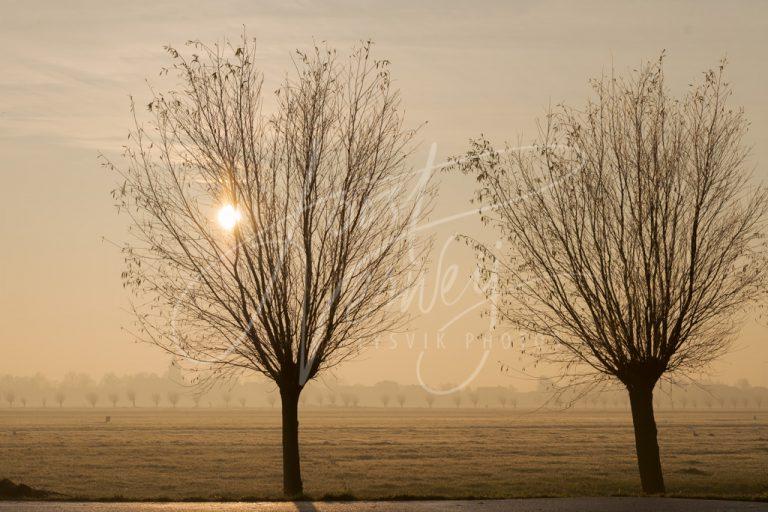 Wilgen in mist bij zonsopkomst D8135473