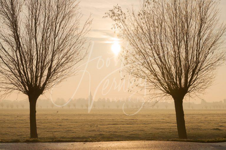 Wilgen in mist bij zonsopkomst D8135491