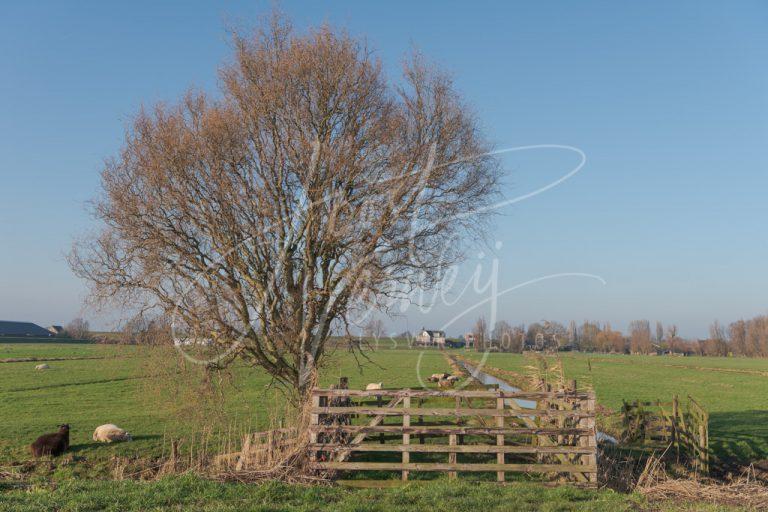 Poldergezicht bij Streefkerk D8104696