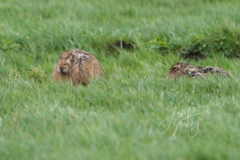 Twee hazen in weiland D8105643