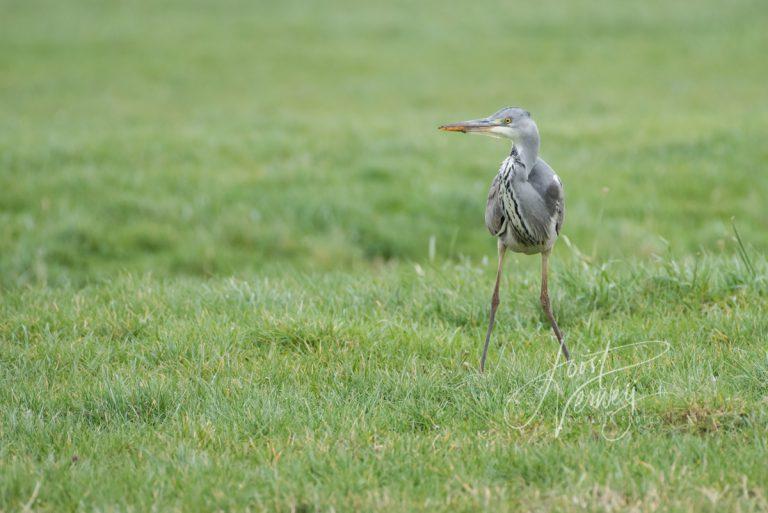 Blauwe reiger in weiland D8105816