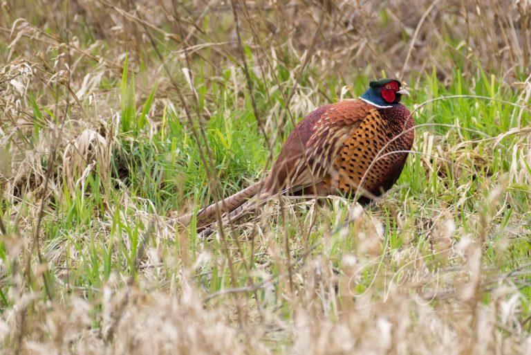 Mannetjes fazant D8105909