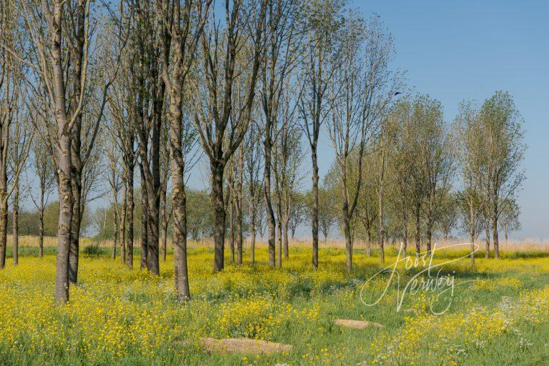 Bomen met raapzaad Slingelandse plassen