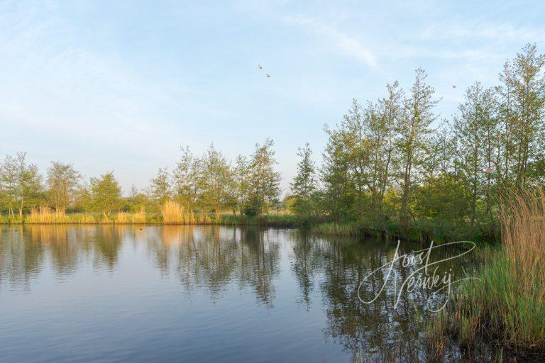 Plas bij natuurgebied de Zouweboezem