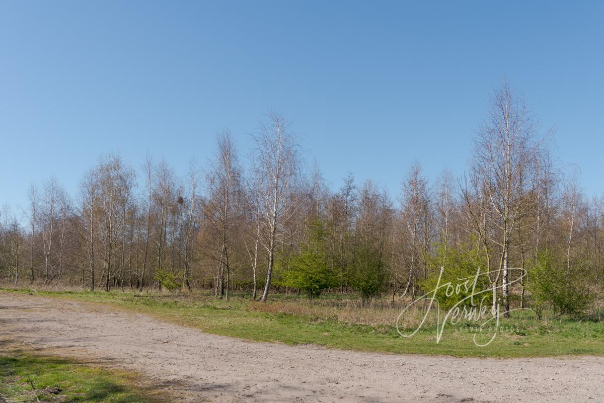 bomen bij Slingelandse plassen