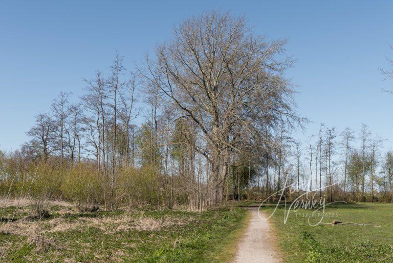 Zandpad bij Slingelandse plassen