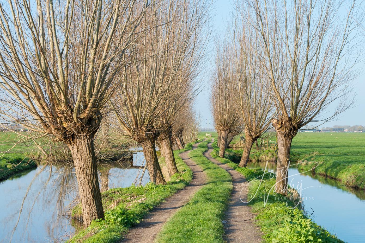 Tiendweg met wilgen