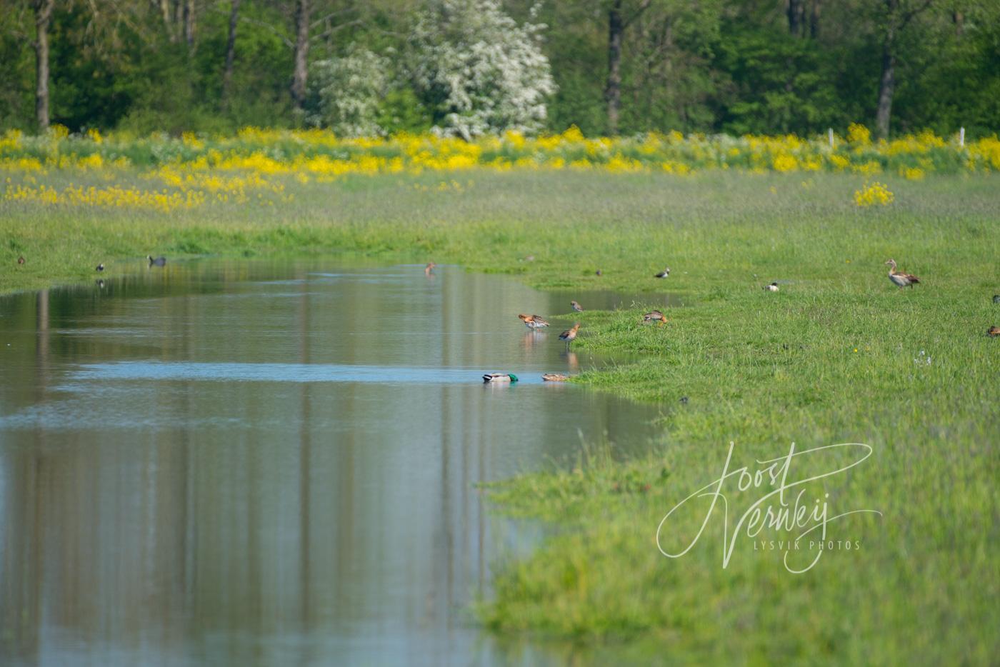 Plas dras met weidevogels