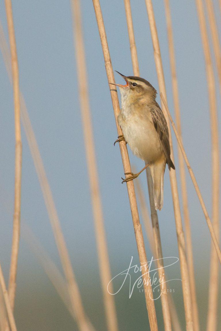 Rietzanger in het riet