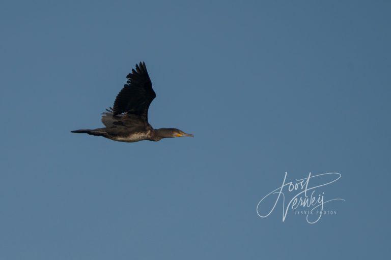 Aalscholver in de vlucht