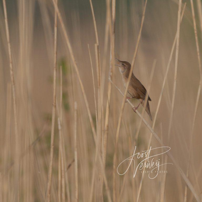 snor in het riet