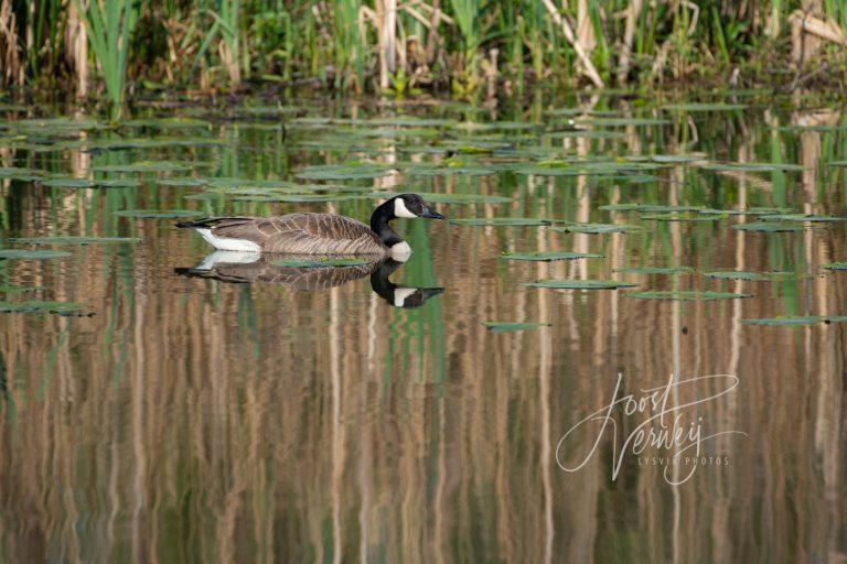 Grote Canadese gans