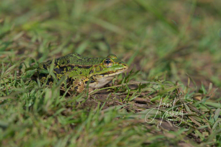 Groene kikker