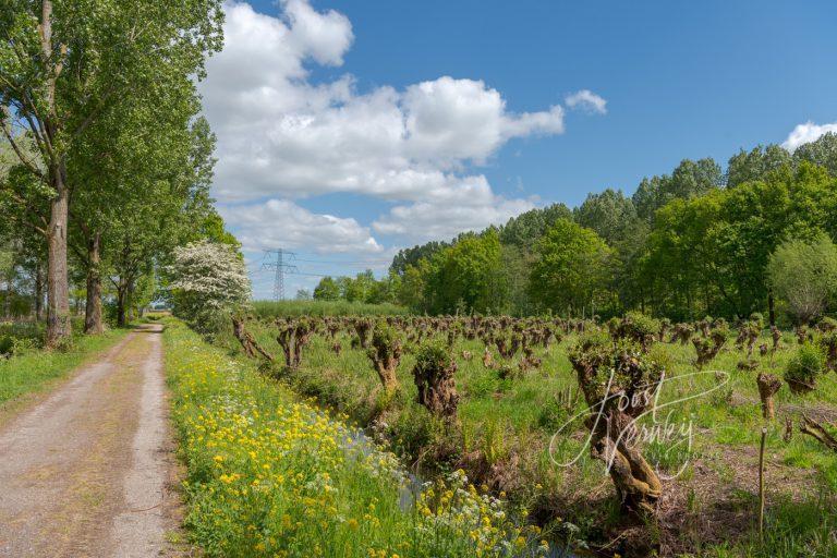 Wandelpad in alblasserbos