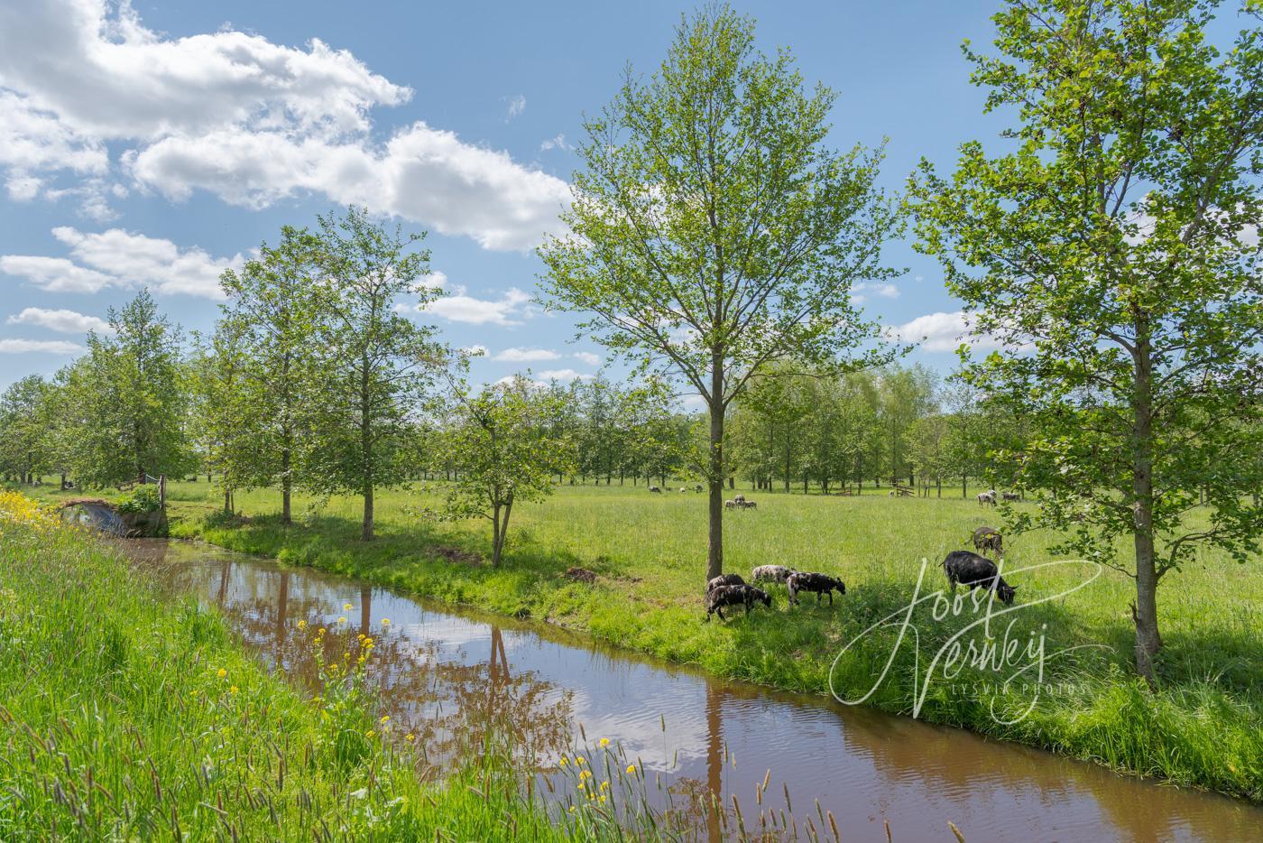 Weide met schapen