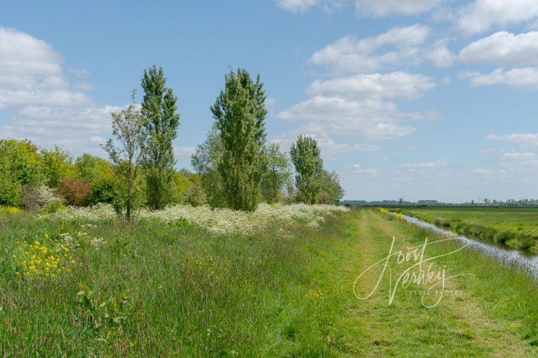 Strook met bomen en struiken Wijngaarden D81006888