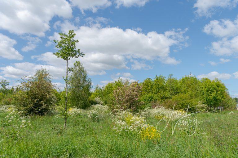 Strook met bomen en struiken Wijngaarden