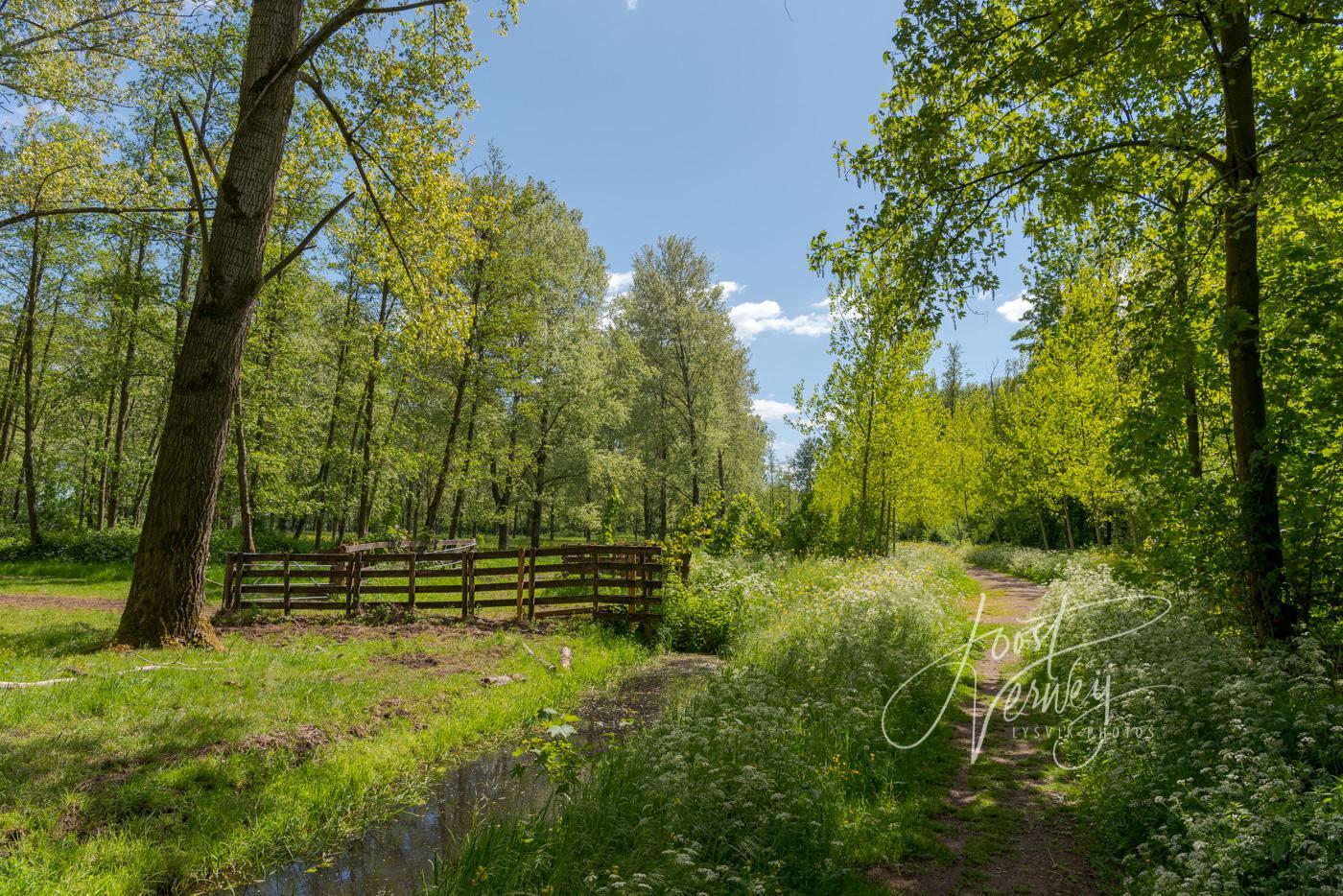 Sfeervol wandelpad in Alblasserbos