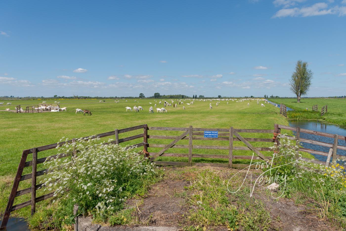 Geiten in de polder bij Bleskensgraaf