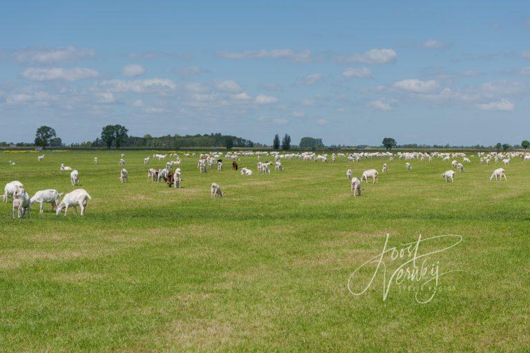 Geiten in de polder bij Bleskensgraaf