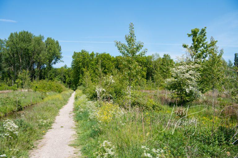 Wandelpad in Alblasserbos