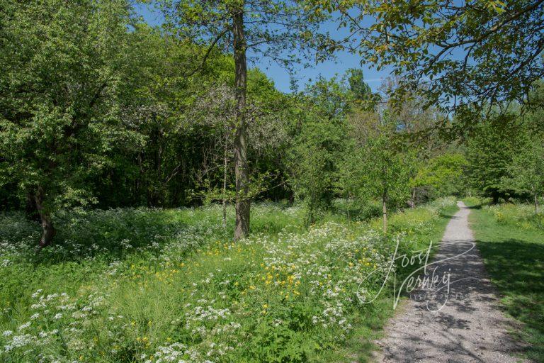 Wandelpad in Alblasserbos