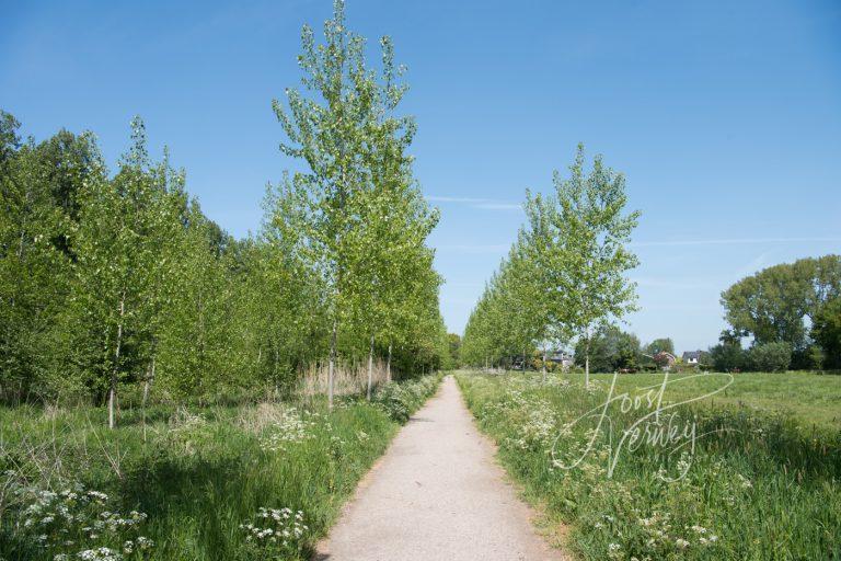 Wandelpad in Alblasserbos