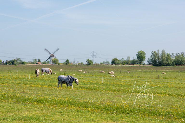 Paarden en schapen in weilan