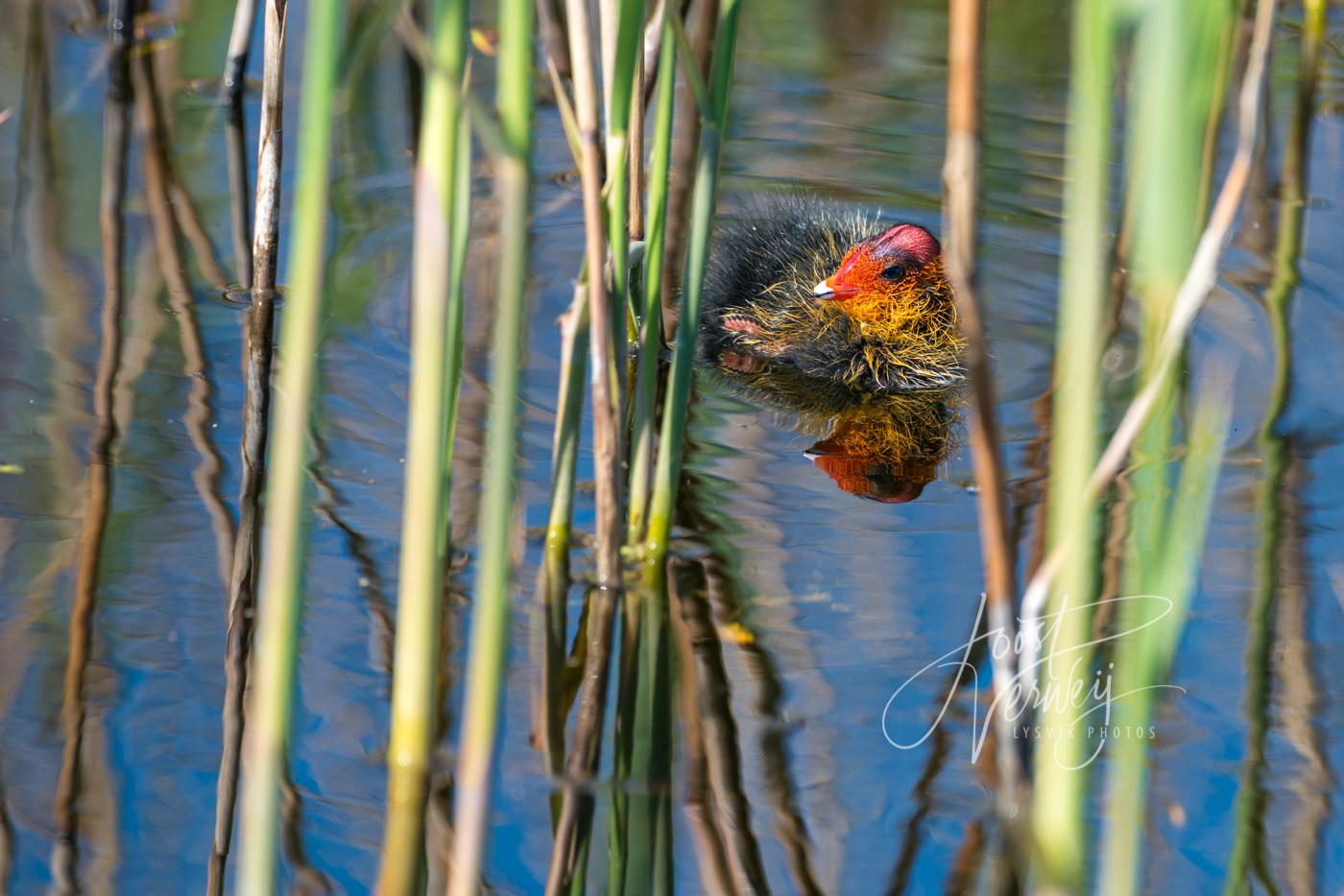 Meerkoet jong tussen het roet