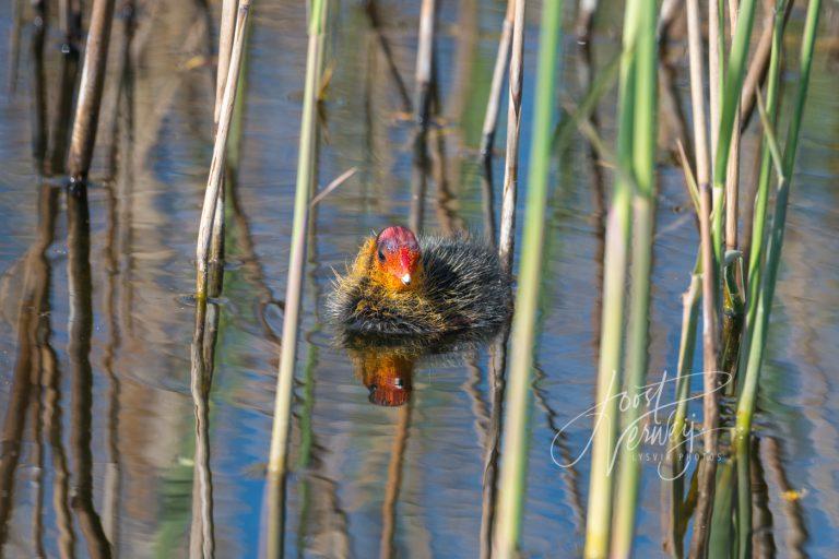 Meerkoet jong tussen het roet