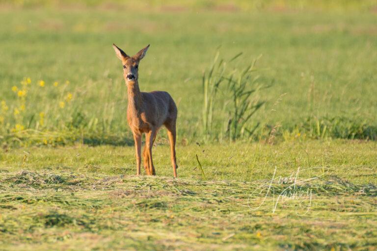 Ree in de Alblasserwaard