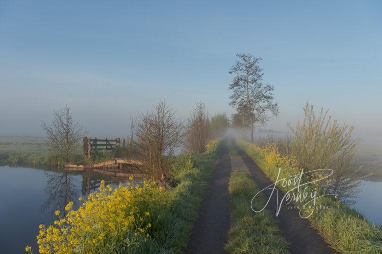 Fietspad in ontwakende natuur