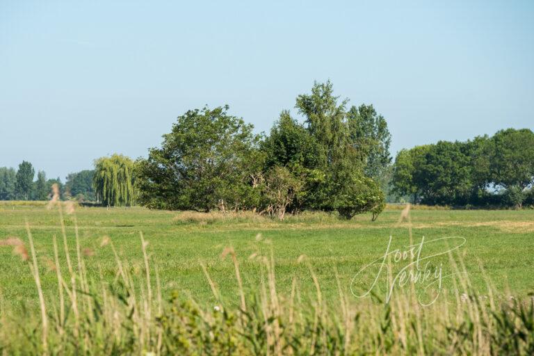 Archeologische vindplaats De Hazendonk