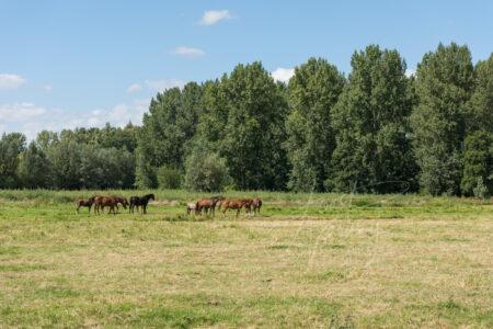Paarden in weiland