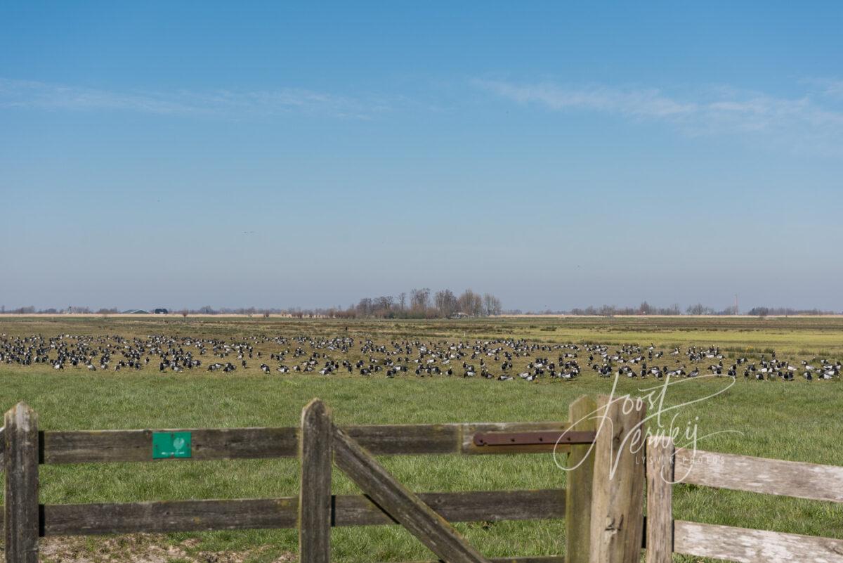 Grote groep brandganzen