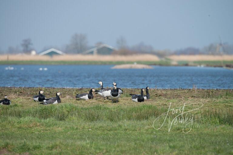 Brandganzen in grasland