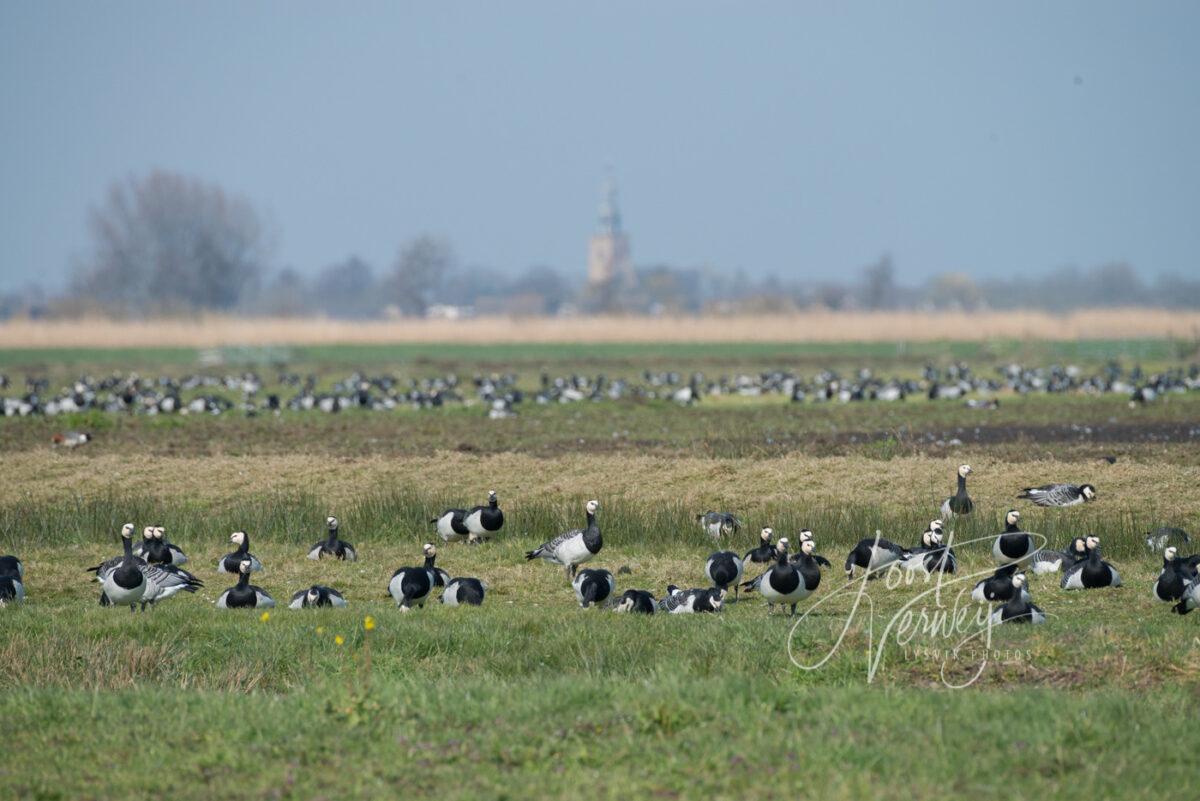 Brandganzen in grasland