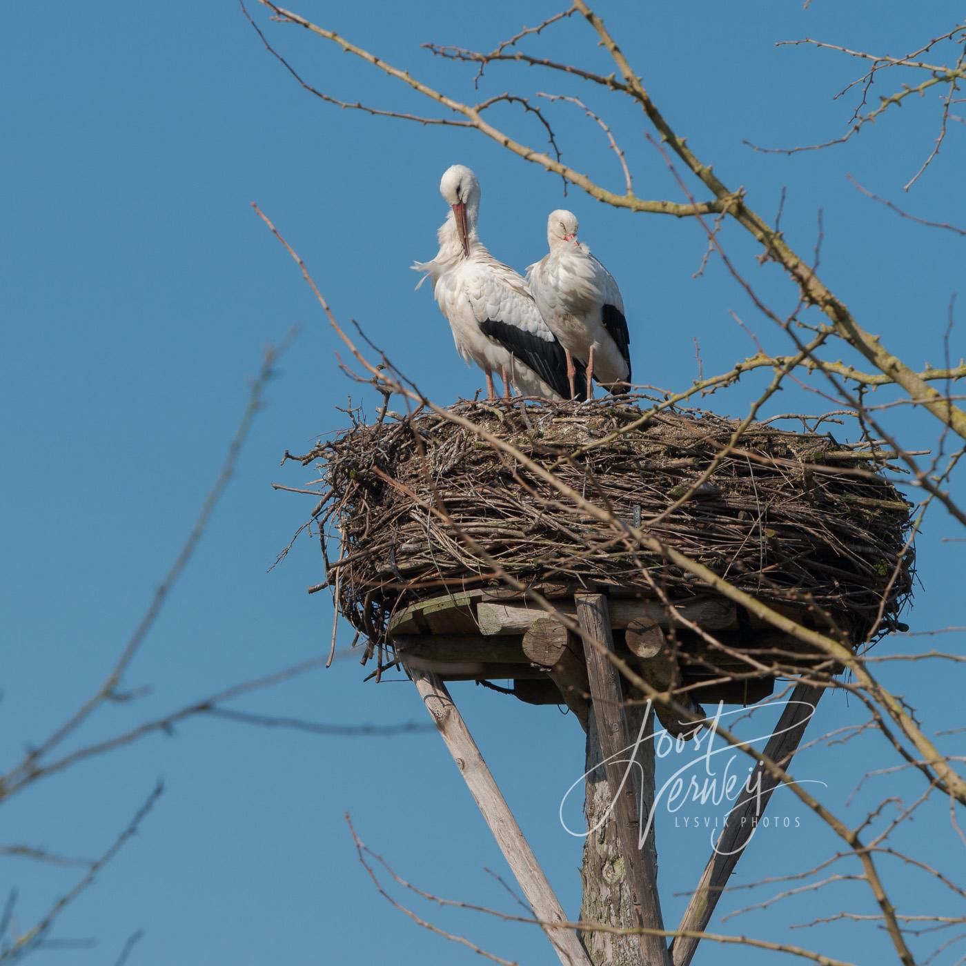 Ooievaars op nestpaal