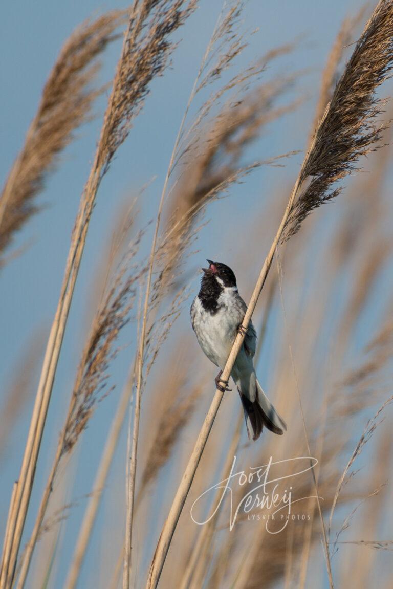 Zwartkop op rietstengel