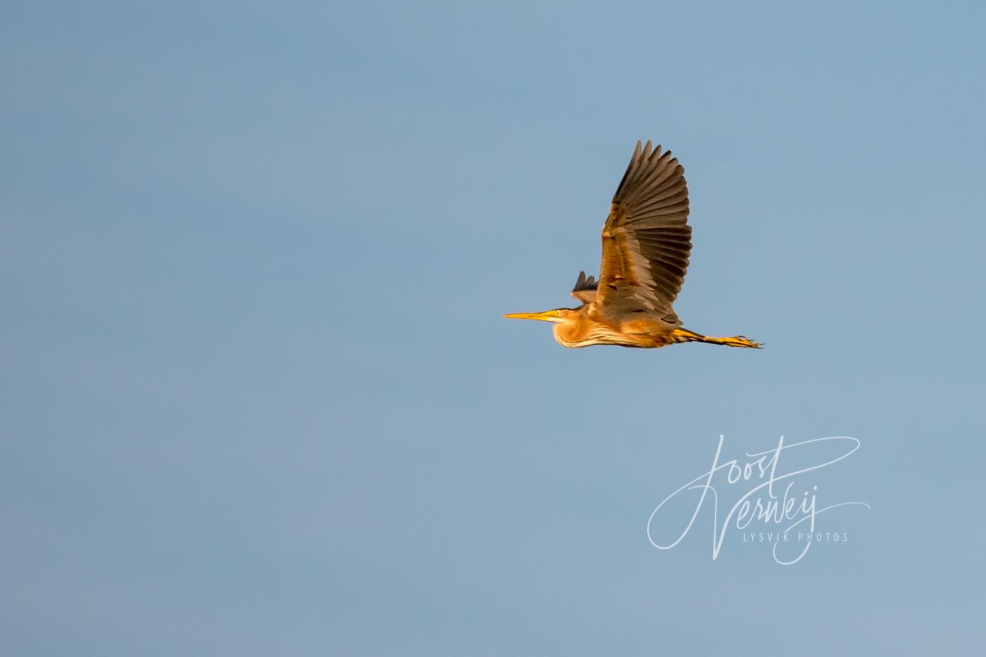 Purperreiger in avondlicht