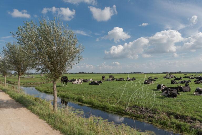 Tiendweg met koeien in weiland