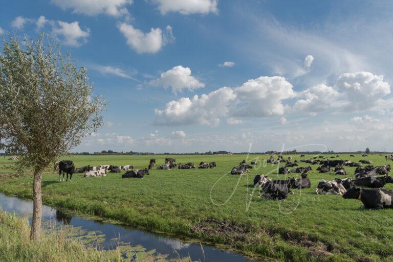 Poldersloot met koeien in weiland