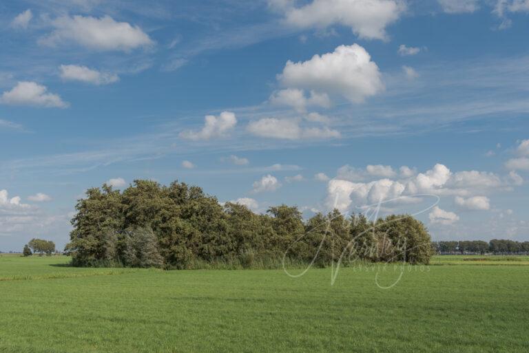 Groep bomen in polderlandschap